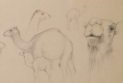 Camel Study