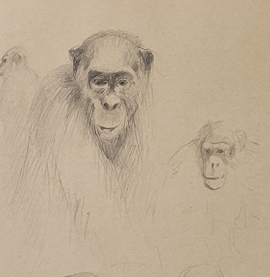 Monkey Study #4