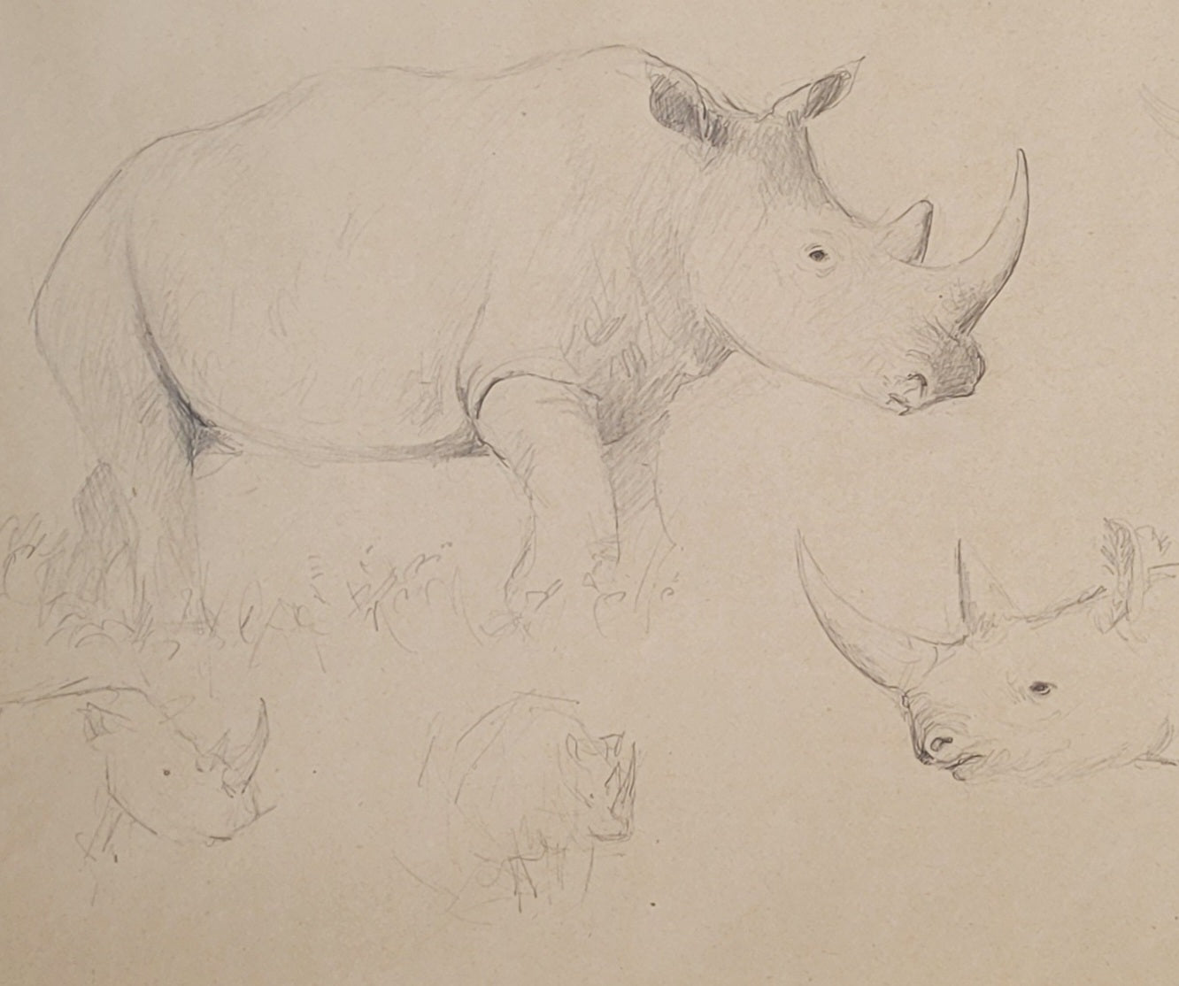 Rhino Study