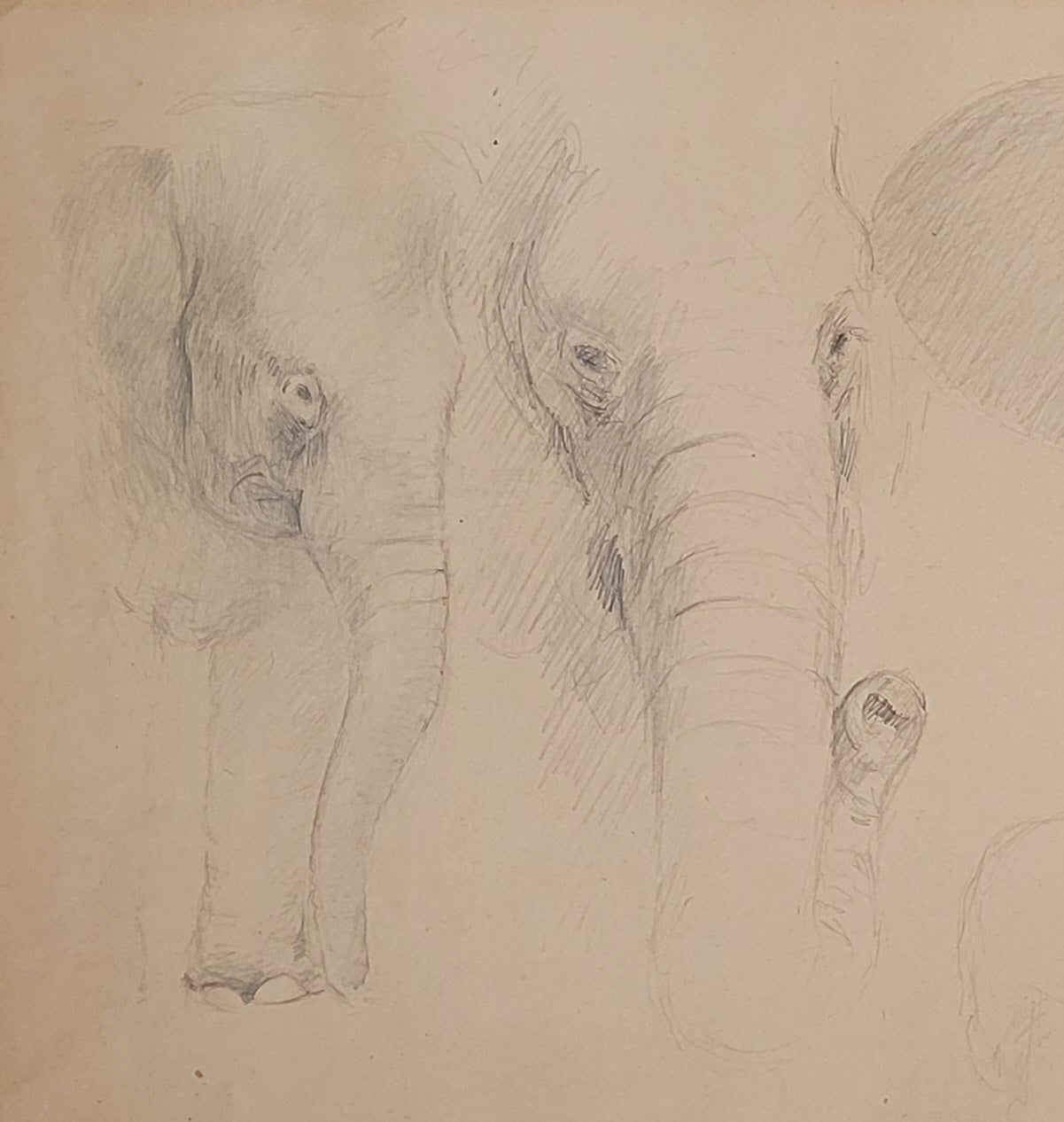 Elephant Study #2