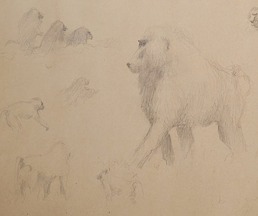 Baboon Study