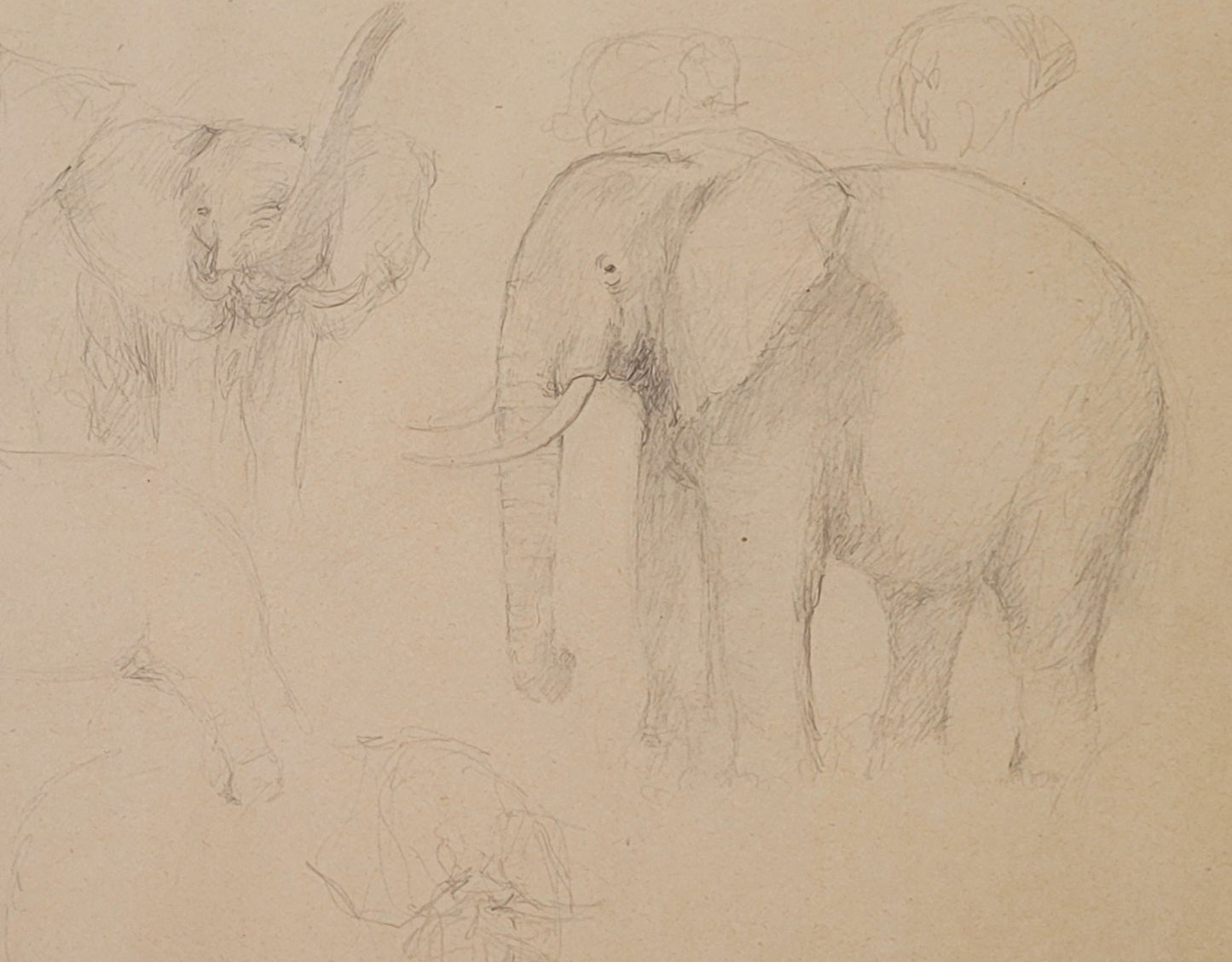 Elephant Study #1