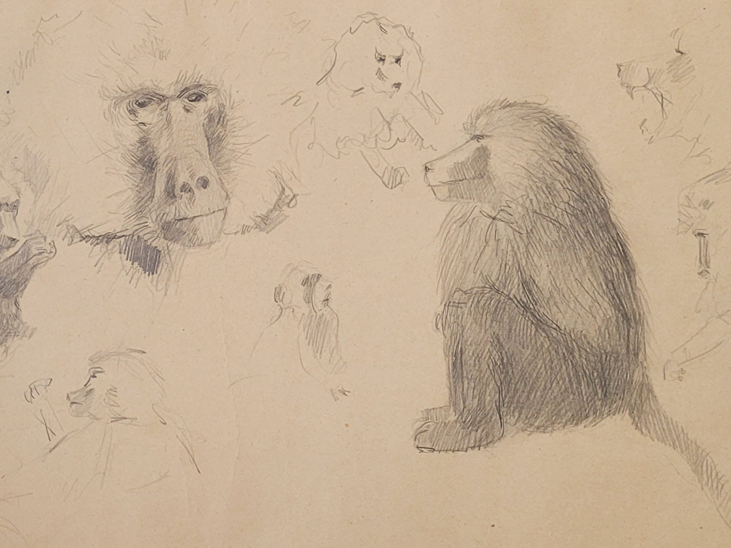 Monkey Study #1