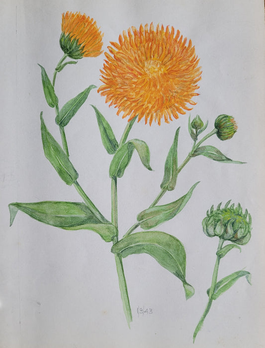 Calendula Plant Study