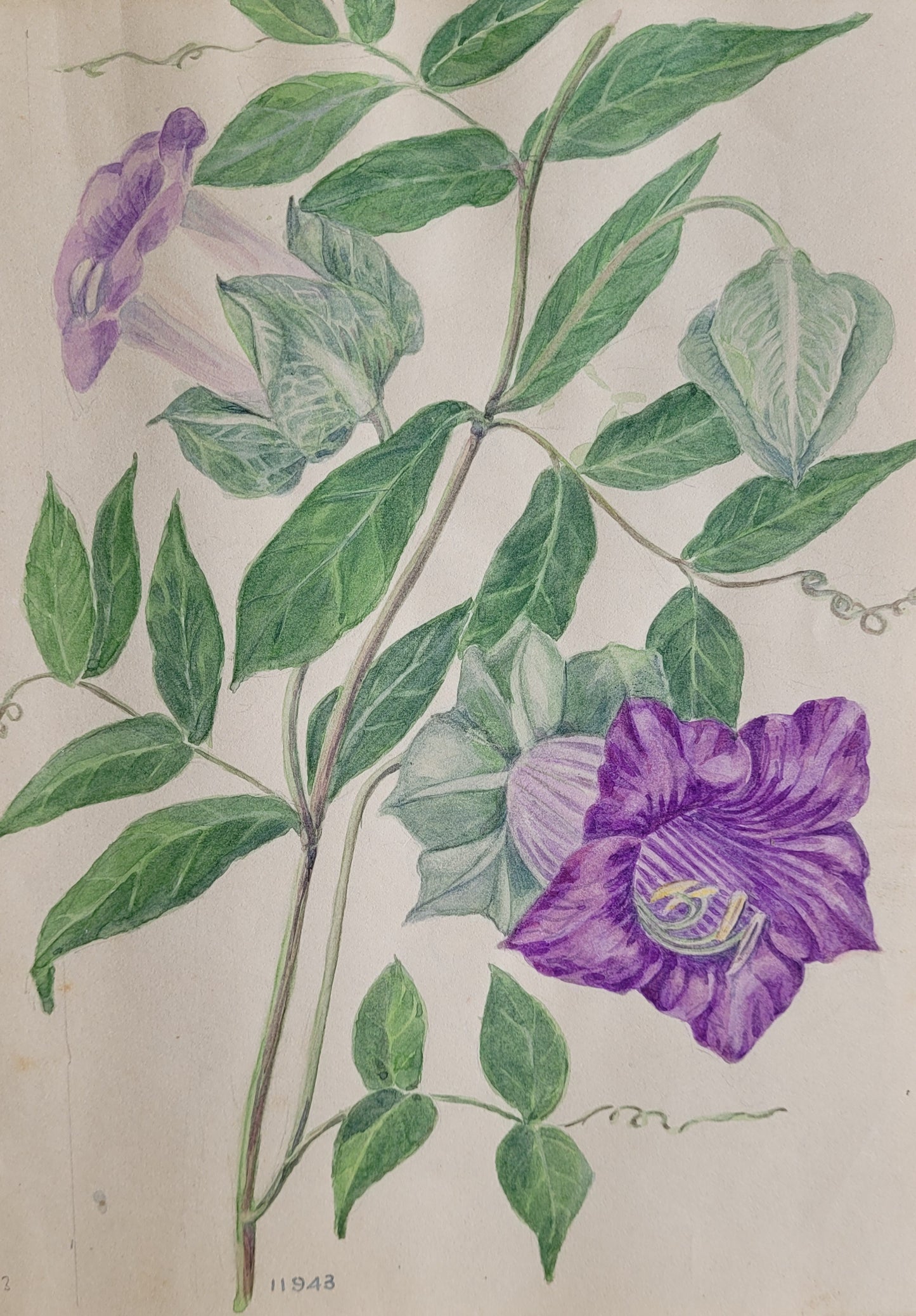 Cobaea Plant Study