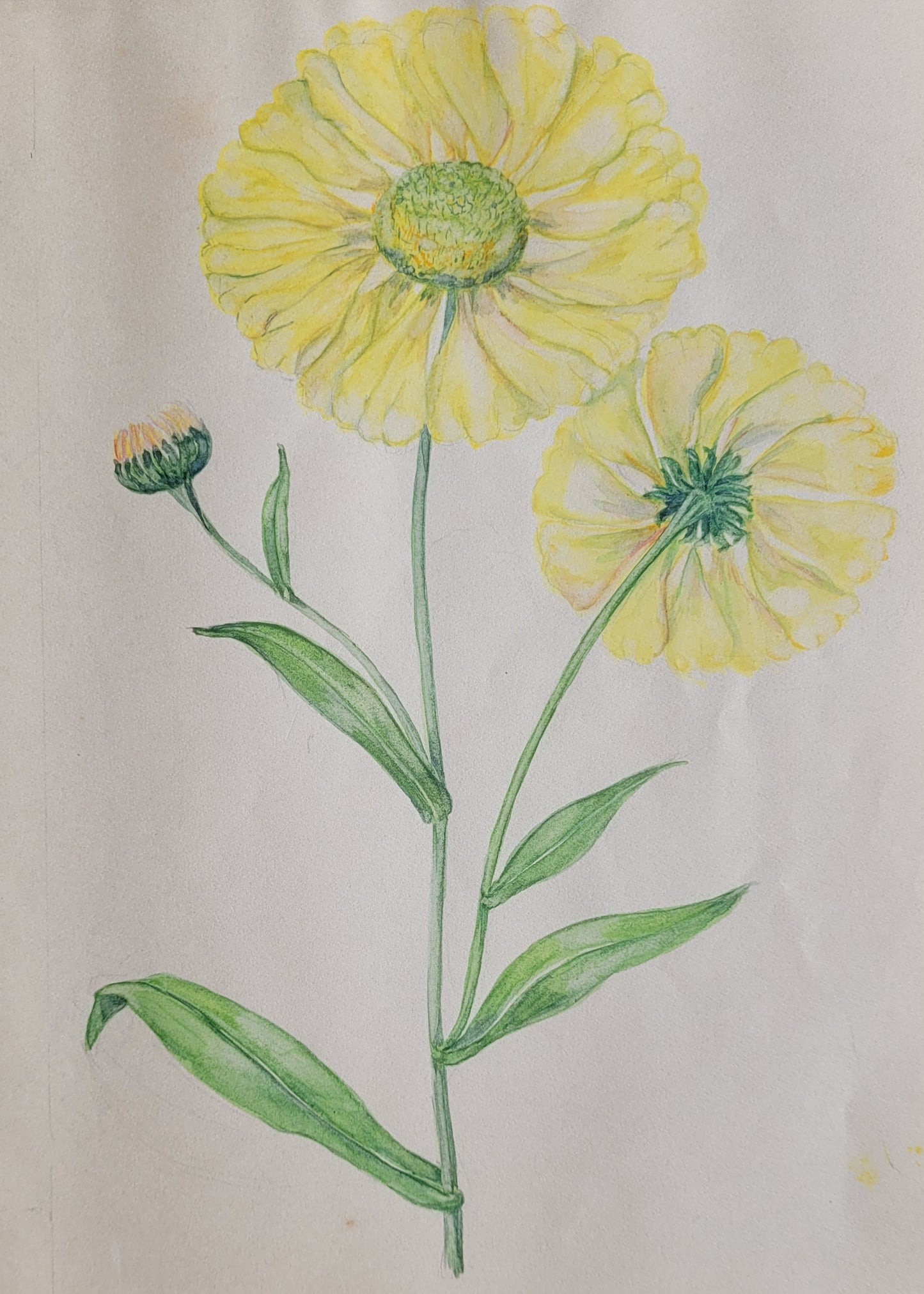 Coreopsis Plant Study