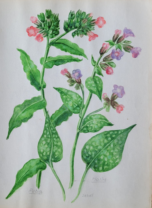 Pulmonaria Flower Study