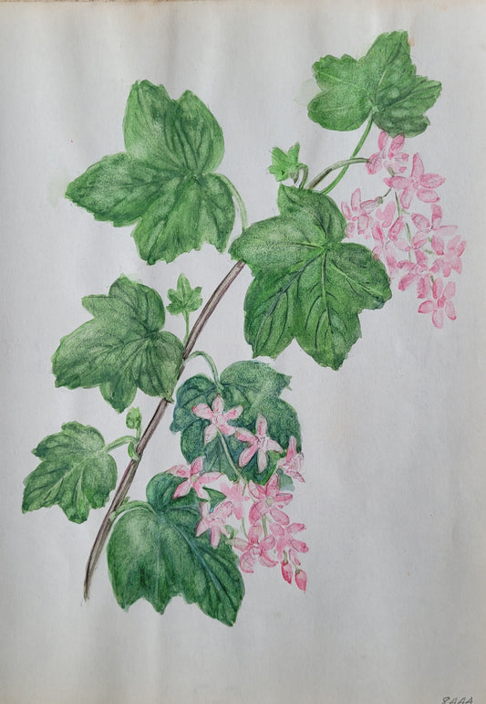 Ribes Sanquineum Study