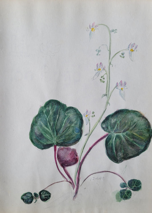 Saxifraga Sarmemtosa Study