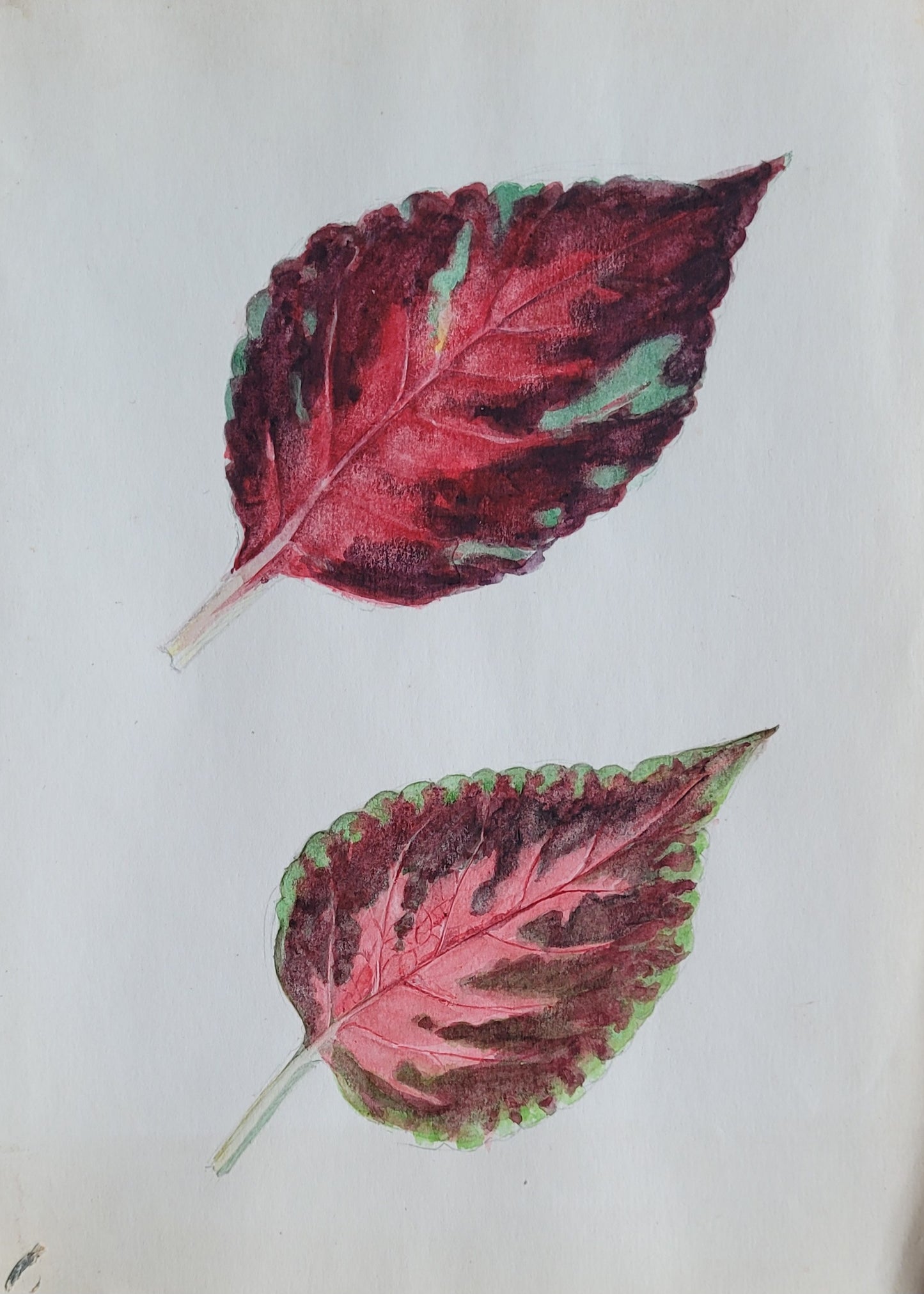 Coleus Leaf Study