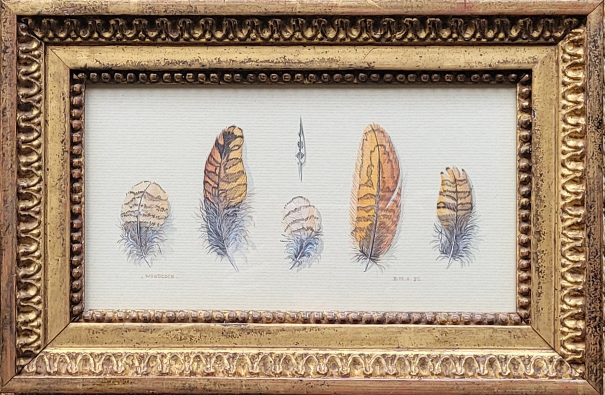 Watercolour Study of Feathers