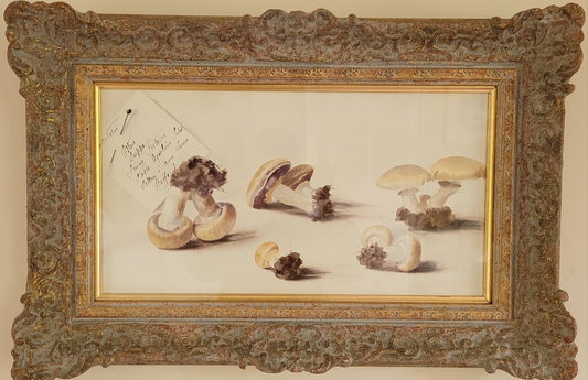 Large Study of Mushrooms