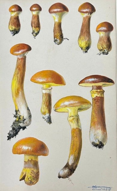 Mycology: Golden Boletus by Fritz Koenen 1938