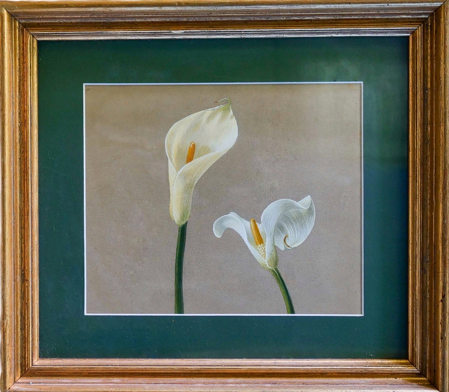 Study of a Calla Lily