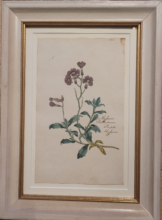 A study of a Alylsum Delirium flower