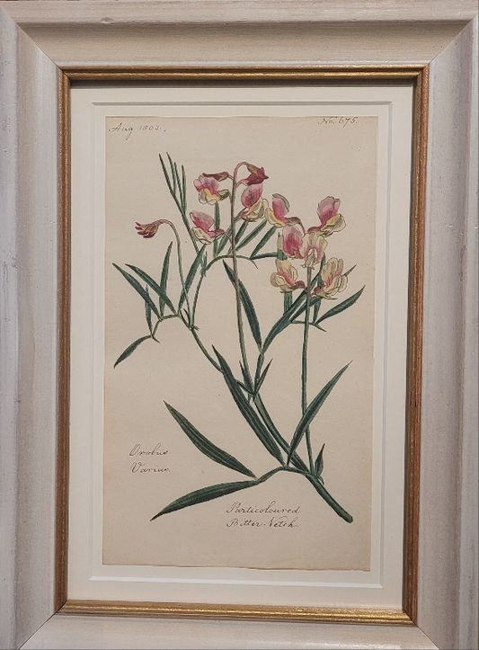 A study of a Drobus varius flower