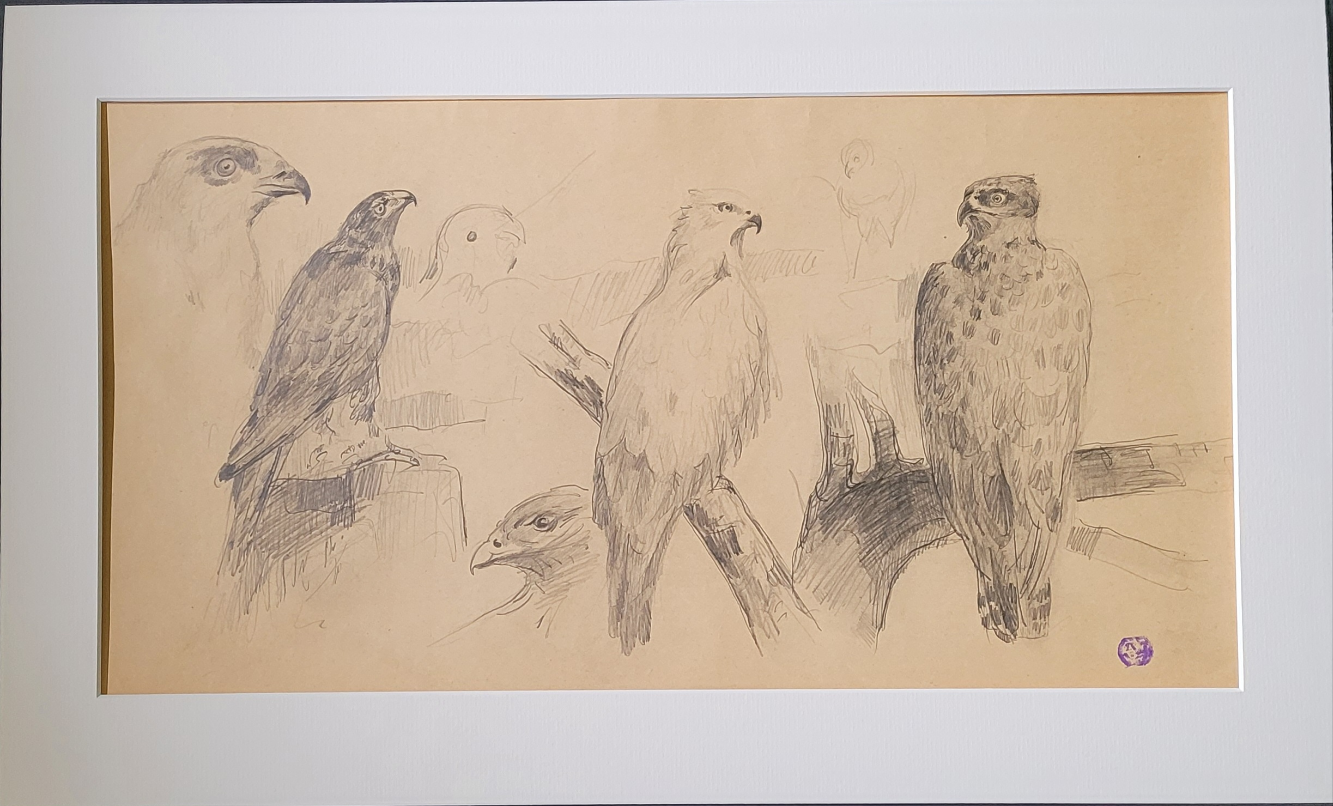 Eagle Study