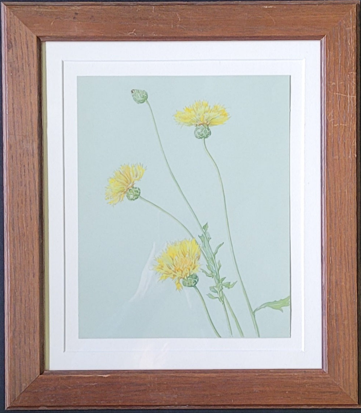 A study of a Yellow flower