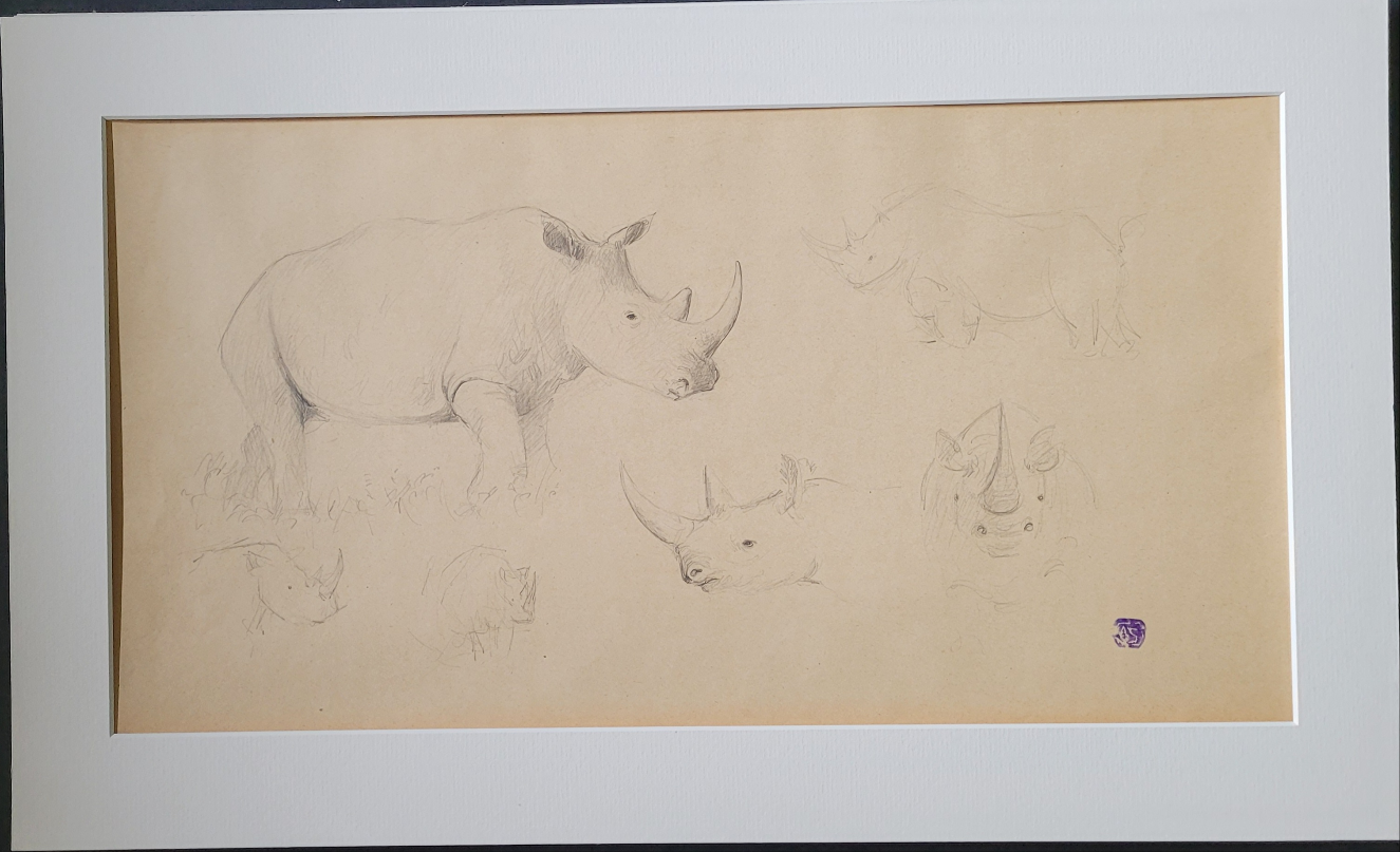 Rhino Study