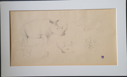 Rhino Study