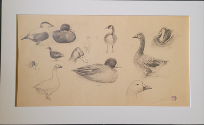 Duck Study