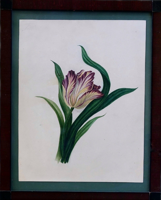 Study of a Tulip