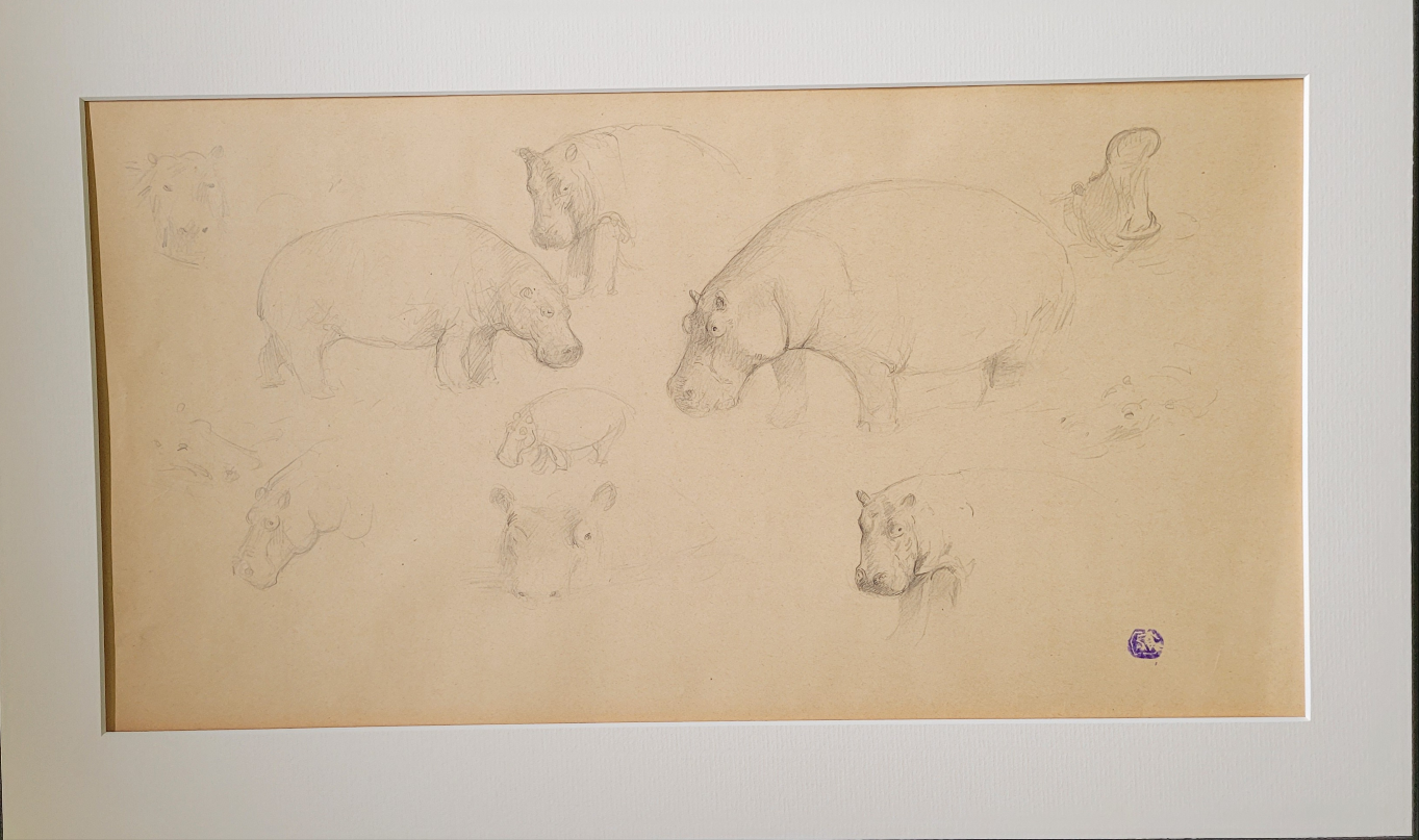 Hippopotamus Study