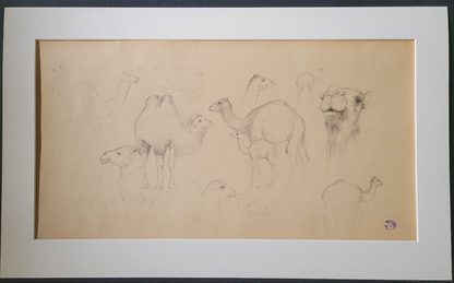 Camel Study