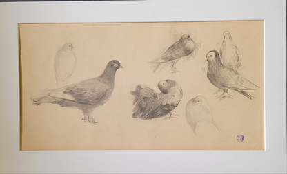 Pigeon Study