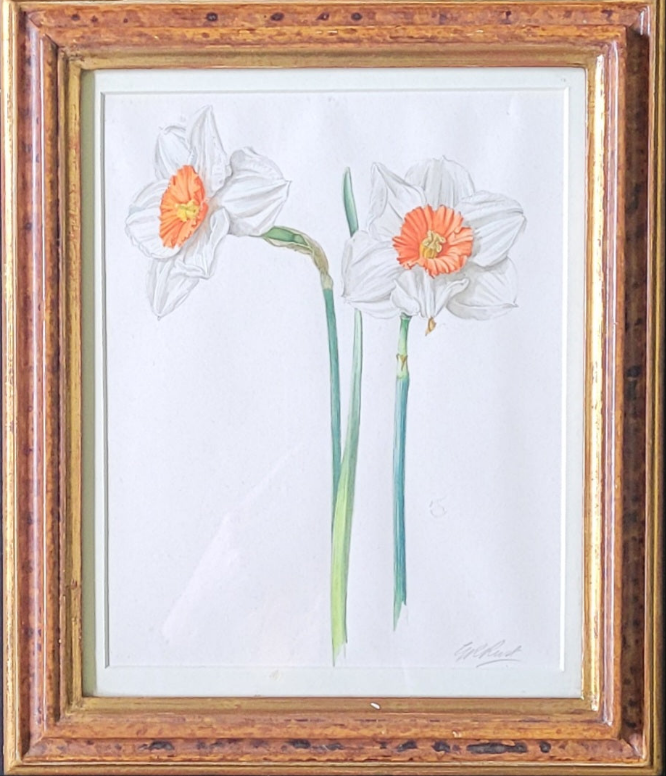 Narcissi Study by Graham Rust 1942