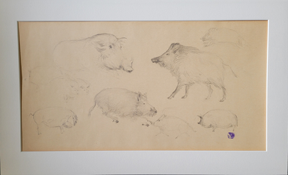 Wild Boar Study