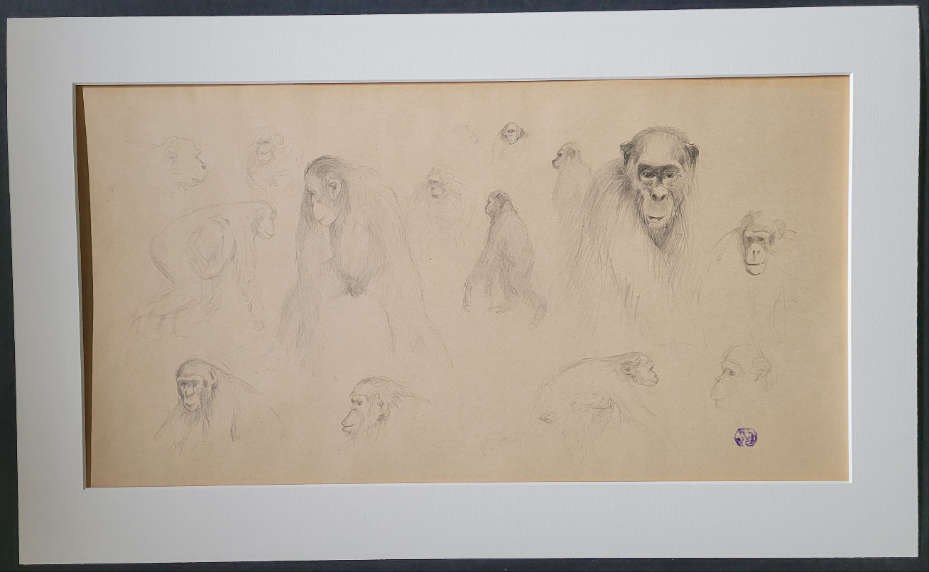 Monkey Study #4