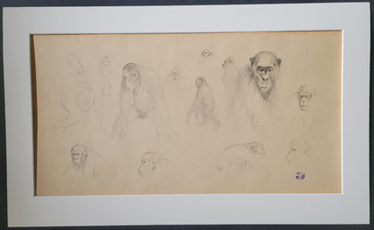 Monkey Study #4