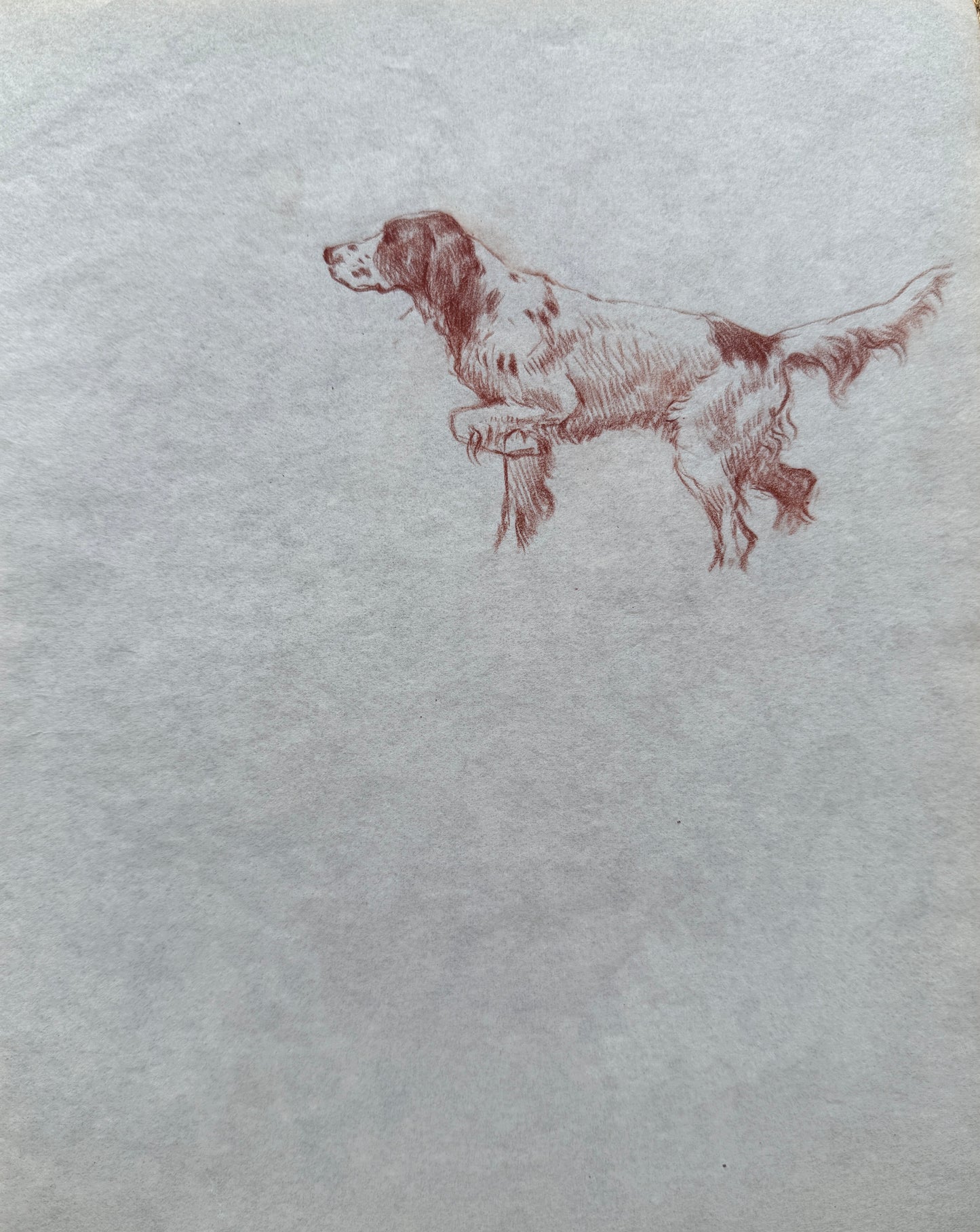 Sketch of a Spaniel By Thomas Blinks