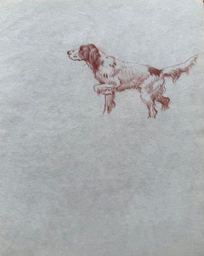 Sketch of a Spaniel By Thomas Blinks