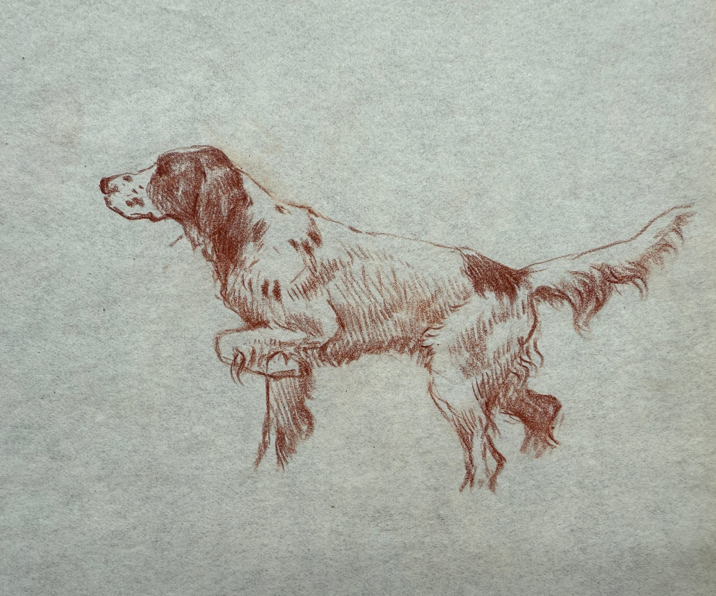 Sketch of a Spaniel By Thomas Blinks