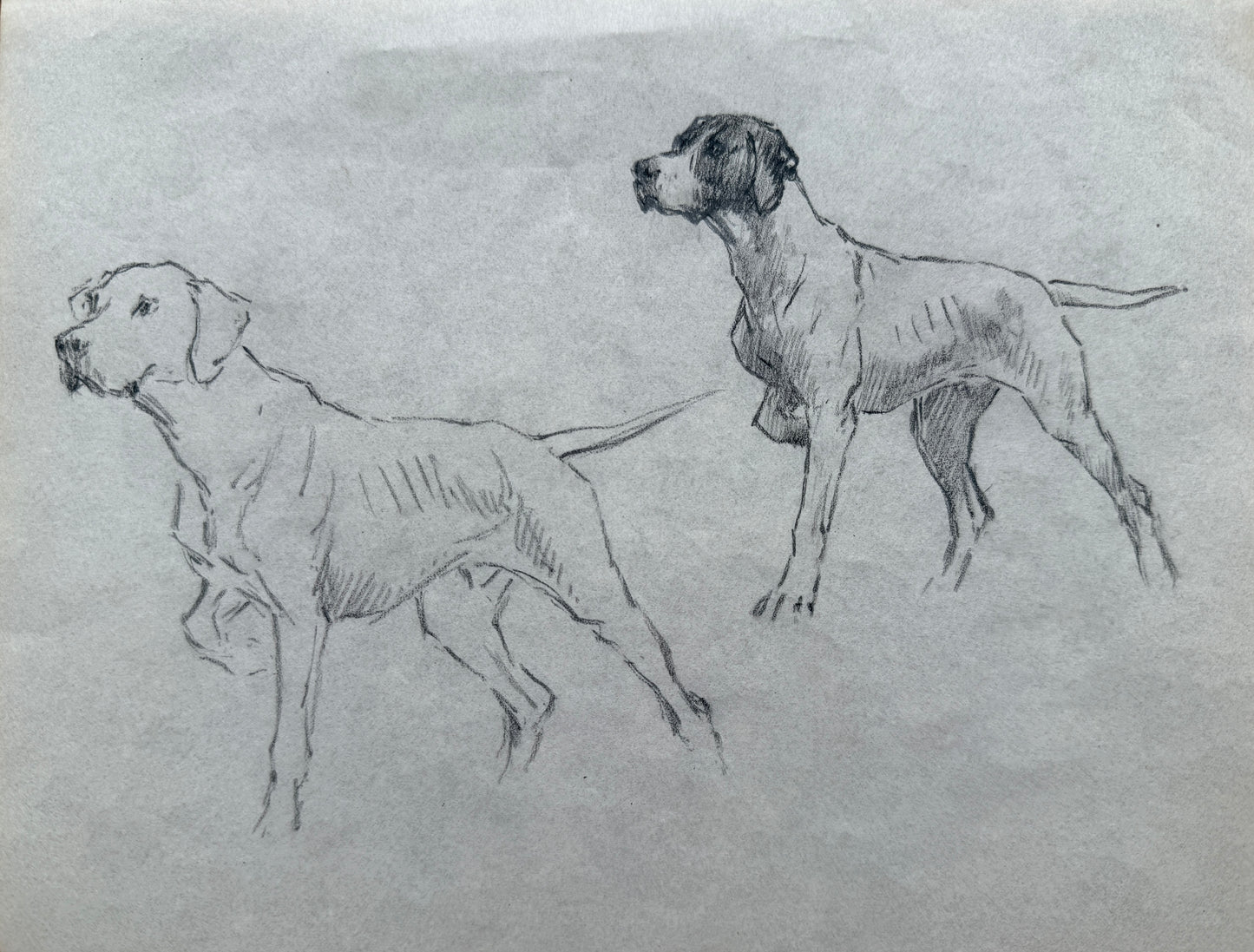 A Study of Hounds By Thomas blinks