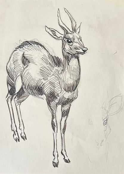 A study of an Antelope