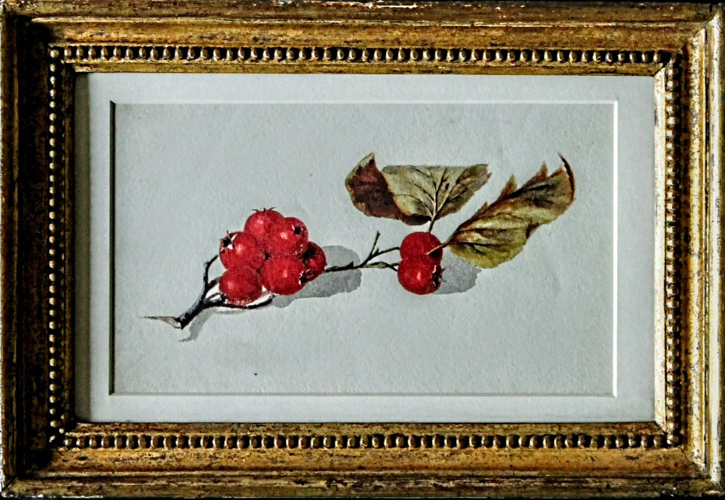 A botanical study of Rosehips