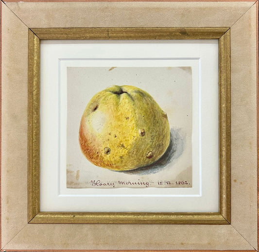 Hoary Morning Apple Study - 1861