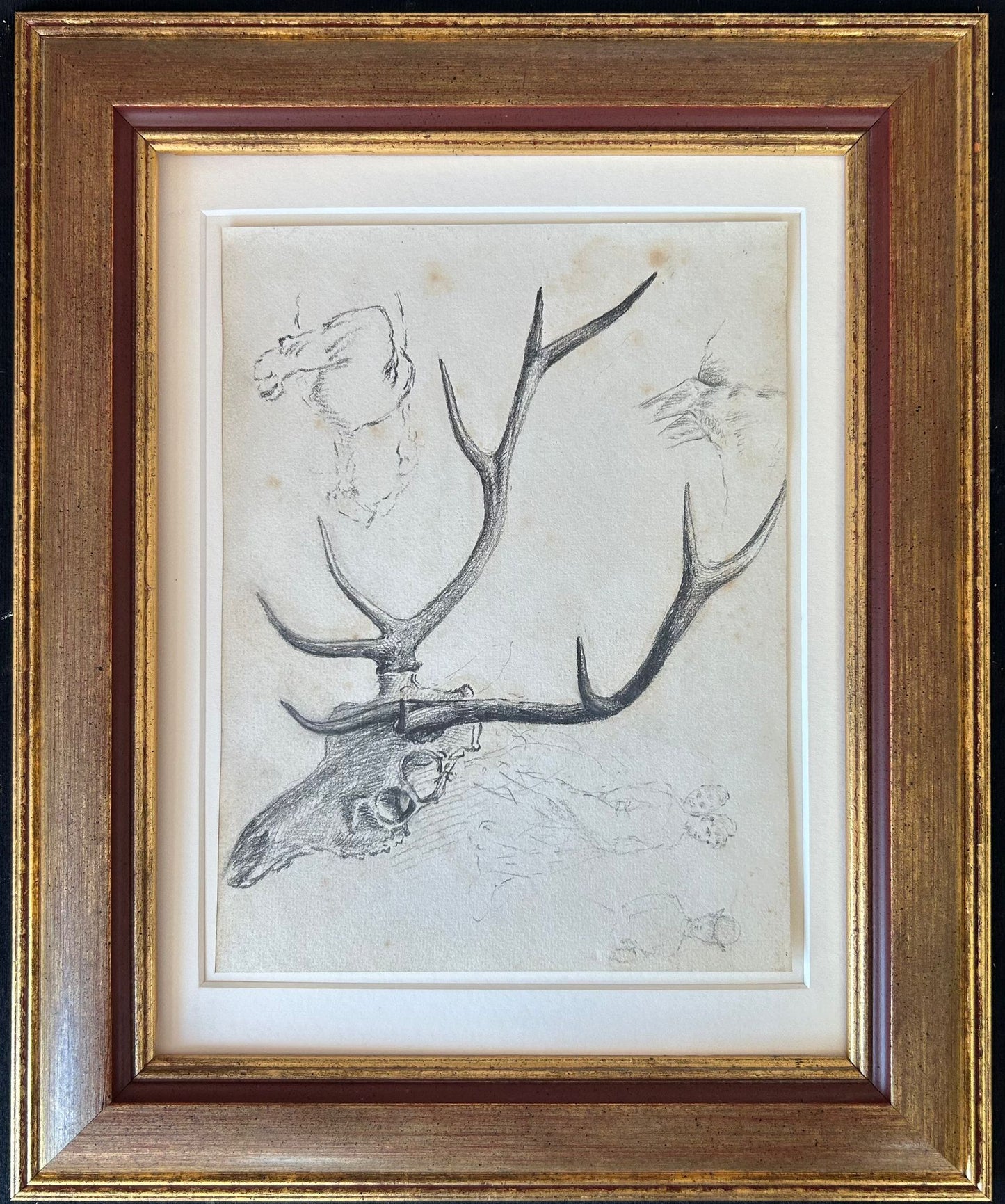 Study of Antlers - Thomas Blinks