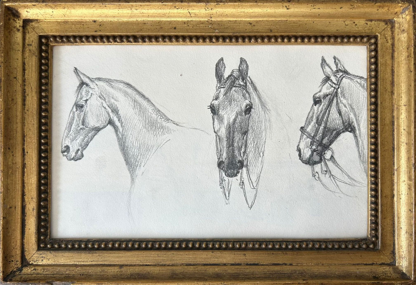 Sketches of a Horse - Thomas Blinks