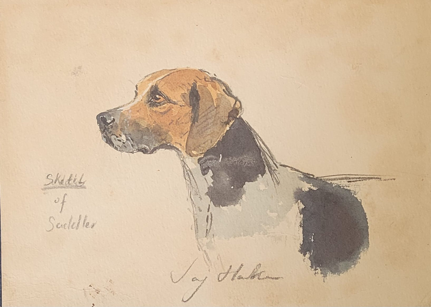 Sketch of Sadler - Study of a Hound