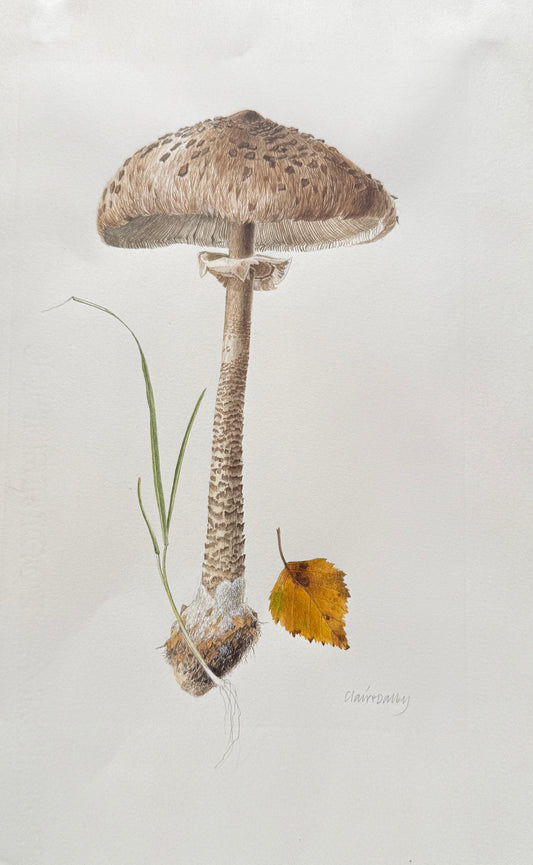 Mushroom Study (3)