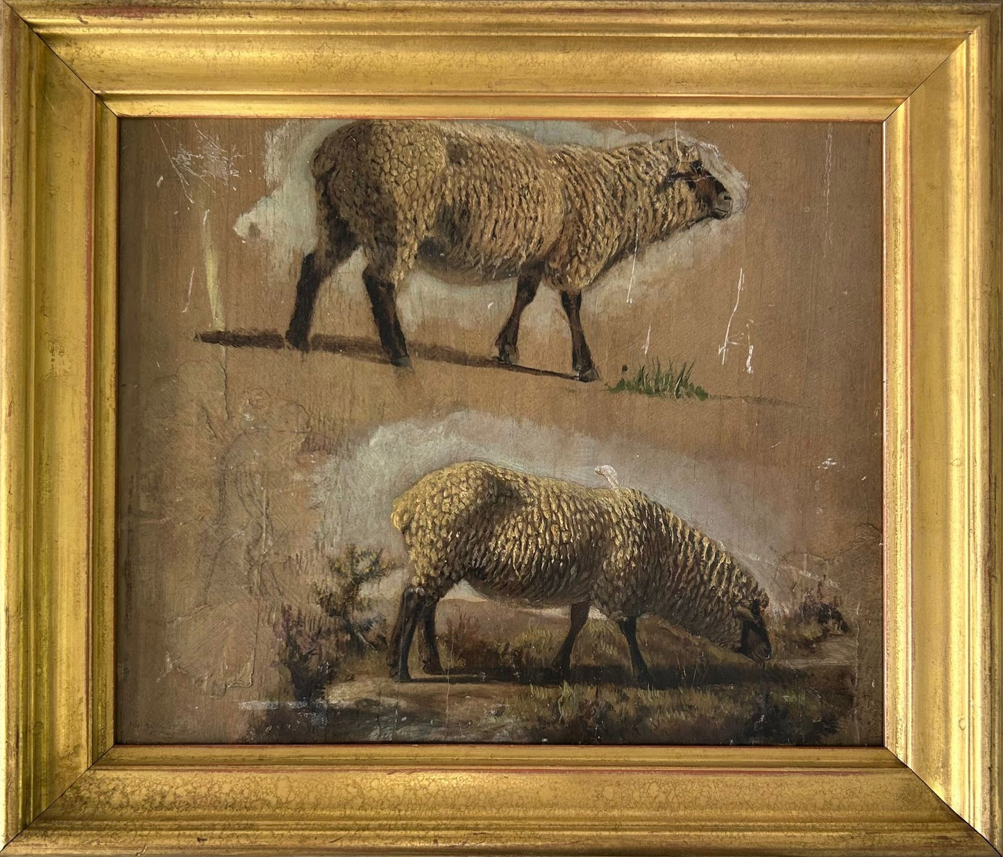 Study of Sheep