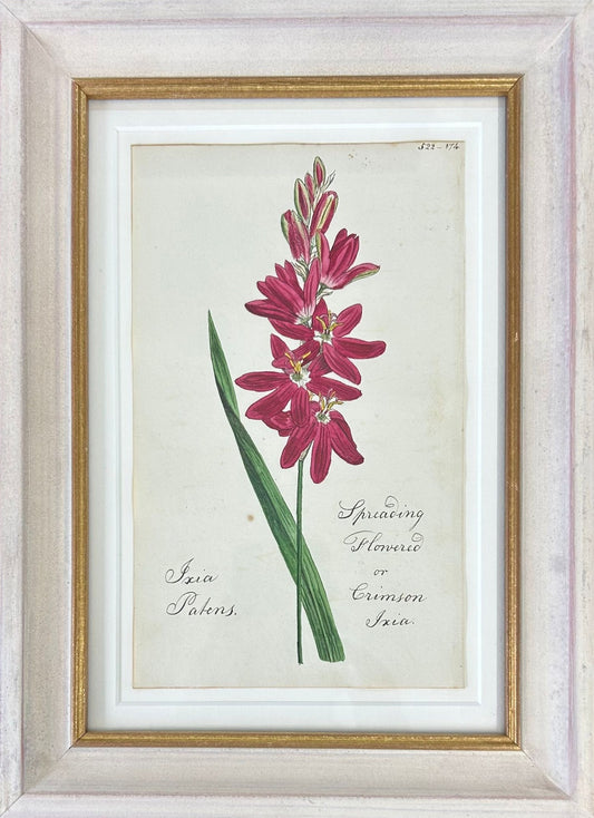 Crimson Ixia