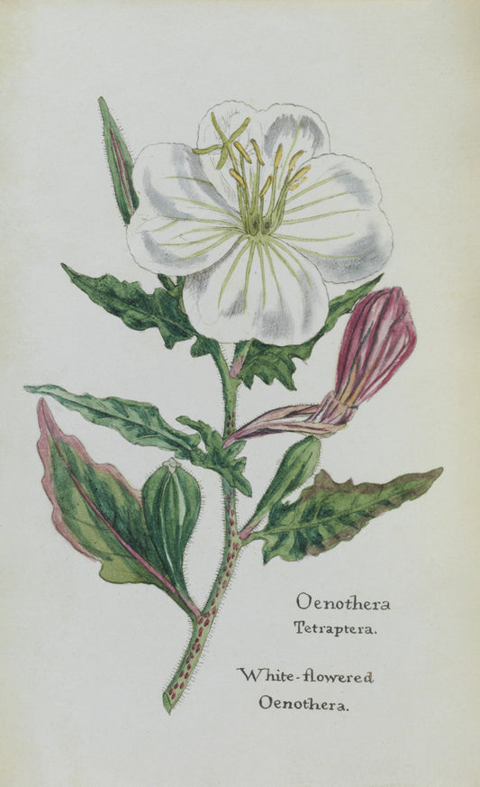 Oenothera