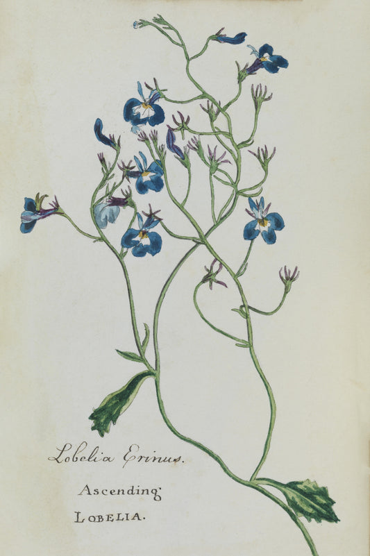 Lobelia