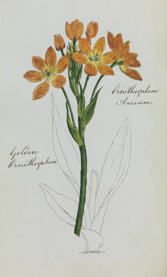 Golden Ornithogalum