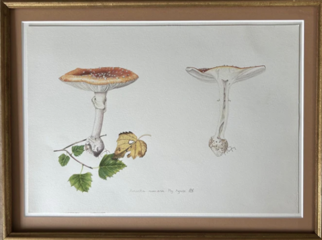 Study of a Amanira Muscaria